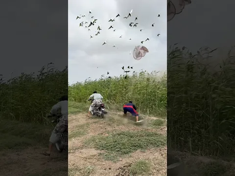 Rabbits Invaded My Corn Field  I Set a Clever Trap🌽🐇#corn#rabbit #animals #trap #shorts