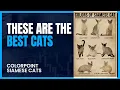 All About Colorpoint Siamese Cat Breed