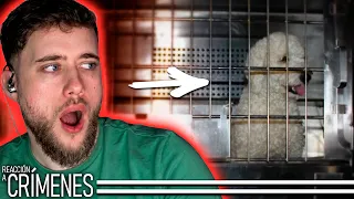 El Perro que ayudó a resolver un Crimen 👮 REACCIÓN A CRÍMENES #8