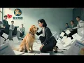 Download Lagu 朱一未＆白昕怡 | 老板变成了一只狗！为狗复仇入公司，竟把老板变金毛，无奈被迫绑定犬系霸总[MULTI SUB | FULL]#MiniDrama #精彩大陆短剧