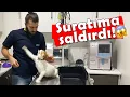 Download Lagu KIZINCA BOKSÖR KESİLDİ! Gergin Kedi Kendini Tutamadı! #konuşankedi #inanoğlu