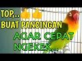 Download Lagu Suara Lovebird Dimulai Ngetik Lanjut Ngekek, Bisa Buat Pancingan Agar Cepat Ngekek