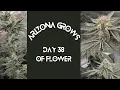 Day 38 Of Flower Animal Mint Cake Forbidden Runtz Detroit Runtz 41 Zlushies Gorilla Goat