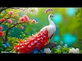 Download Lagu Kalmerende muziek voor de zenuwen 🐦 Helende muziek voor het hart, de bloedvaten en ontspanning #6