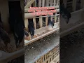 Download Lagu Agar kandang ayam tidak bau dan kering, sangat manjur tanpa EM4