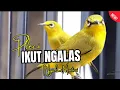 Terapi Pleci Malam Hari Agar Cepat Buka Paruh