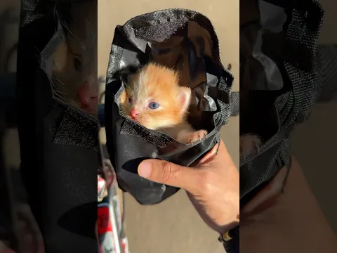 Rescue kitten using a bicycle #cat #catvideos #kitten #rescuecat #kucinglucu