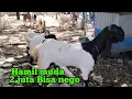 Harga Jenis Kambing PE Anjlok drastis 