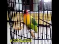 Lagu Lovebird Bibi Lung rasa cililin kenari