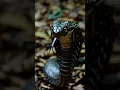 Download Lagu Nature’s Silent Killer! 🐍🔥 | Watch a King Cobra in Action #snake #cobra #shorts #ytshorts #trending