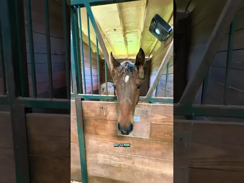 I imagine these are the conversations the boys have 🤣#Horses #horse #aqha