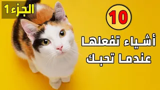 10 تصرفات تفعلها القطط عندما تكون تحبك 
