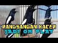 Lagu Pancingan Kacer Agar Emosi Langsung Buka Ekor