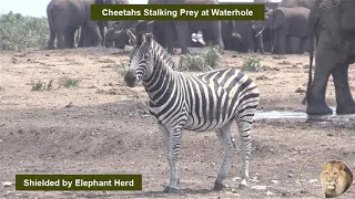 Zebra not happy with cheetah