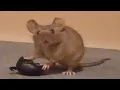 Mouse Enjoying Blueberry Edward