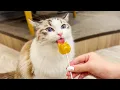 Download Lagu Visiting Japan's Lovely Cat Cafe🐈❤️ | Cat cafe MOCHA Lounge Shibuya Koen-dori Store