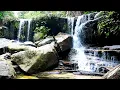 Download Lagu RELAKSASI SUARA ALAM KICAU BURUNG DAN GEMERCIK AIR DI DALAM HUTAN