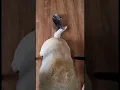 Heartwarming Friendship Kitten s Cute Tail Hug