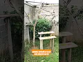 Download Lagu Burung kipasan atau sikatan,emang gesit