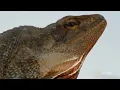 Frill-Necked Lizard Escapes Python | Wild Monsoon