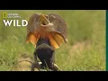 Frill-Necked Lizard Escapes Python Wild Monsoon