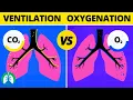 Ventilation vs Oxygenation vs Respiration What is the Difference