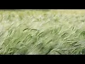 Download Lagu 1 Minute Nature Background Sound