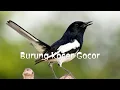 Download Lagu Pancingan Suara Kacer Gacor #birds #masteranjernih #kicaumania #fypyoutube #viralvideo