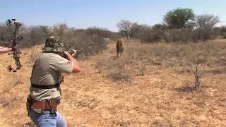 شاهد اسد ينتقم من الصياد لقتله اخيه صيد بلا رحمه 