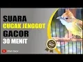PALING di CARI...!!! Suara Burung Cucak JENGGOT... Gacor 30 Menit TOP !!!