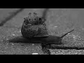 alt-J - Taro (Music Video)
