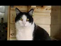 FIV in cats Feline Immunodeficiency Virus Vet advice