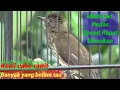 Download Lagu Mengenal burung Siri siri kecil ,Harga bahan dan Cara Perawatan Harian