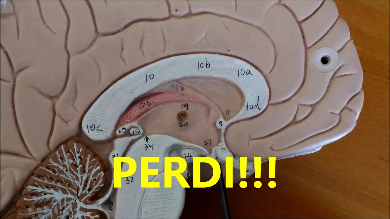 NEUROANATOMIA DO DIENCÉFALO