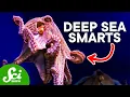 Why The Octopus is So Incredibly Intelligent