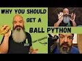 Reasons To Get a Ball Python Why you should buy a snake and the pros of owning a ball python
