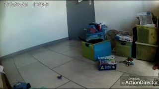 reportage sur les chats