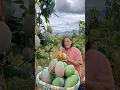 Download Lagu World Amazed By China’s Mangoes #shorts