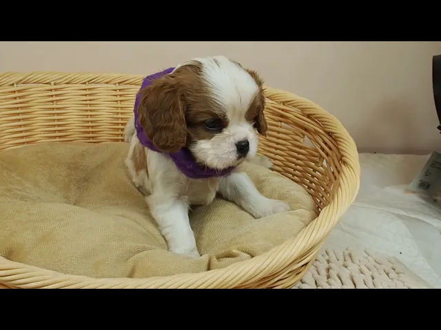 動画