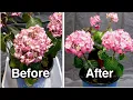 How to bring a wilted plant back to life just in 2 hours