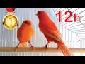 Download Lagu Red Canary 12h Training Song