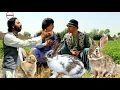 Download Lagu نظرگل به مهمانا گوشت خرگوش داد 🐇