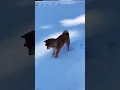 Download Lagu ❄️Animals also playing in ice 😂😂