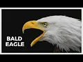 What does a bald eagle sound like Real bald eagle sound and call