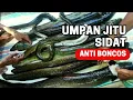 Download Lagu ada di sekitar rumah‼️ Umpan Jitu mancing ikan sidat siang dan malam hari
