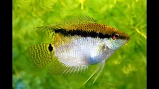 Download FLAG CICHLID PROFILE MP3