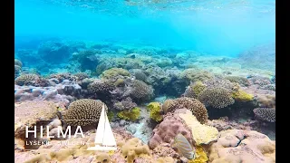 Humpback whales in our backyard! Ep 37 Hilma Sailing