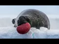World s Strangest Mating Technique Frozen Planet II BBC Earth