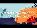 Long Story Shorts What Kinds of Hermaphrodites Live in the Sea