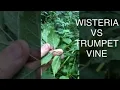How to tell the difference in wisteria vine and Trumpet vine